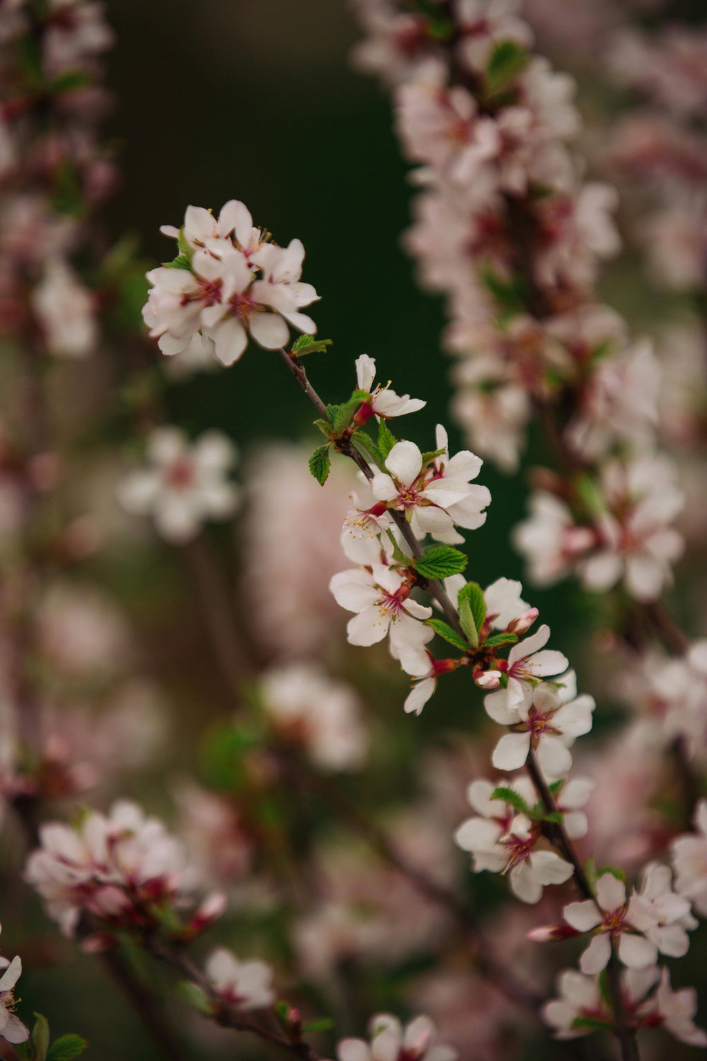 STANDARD Midnight Jewel