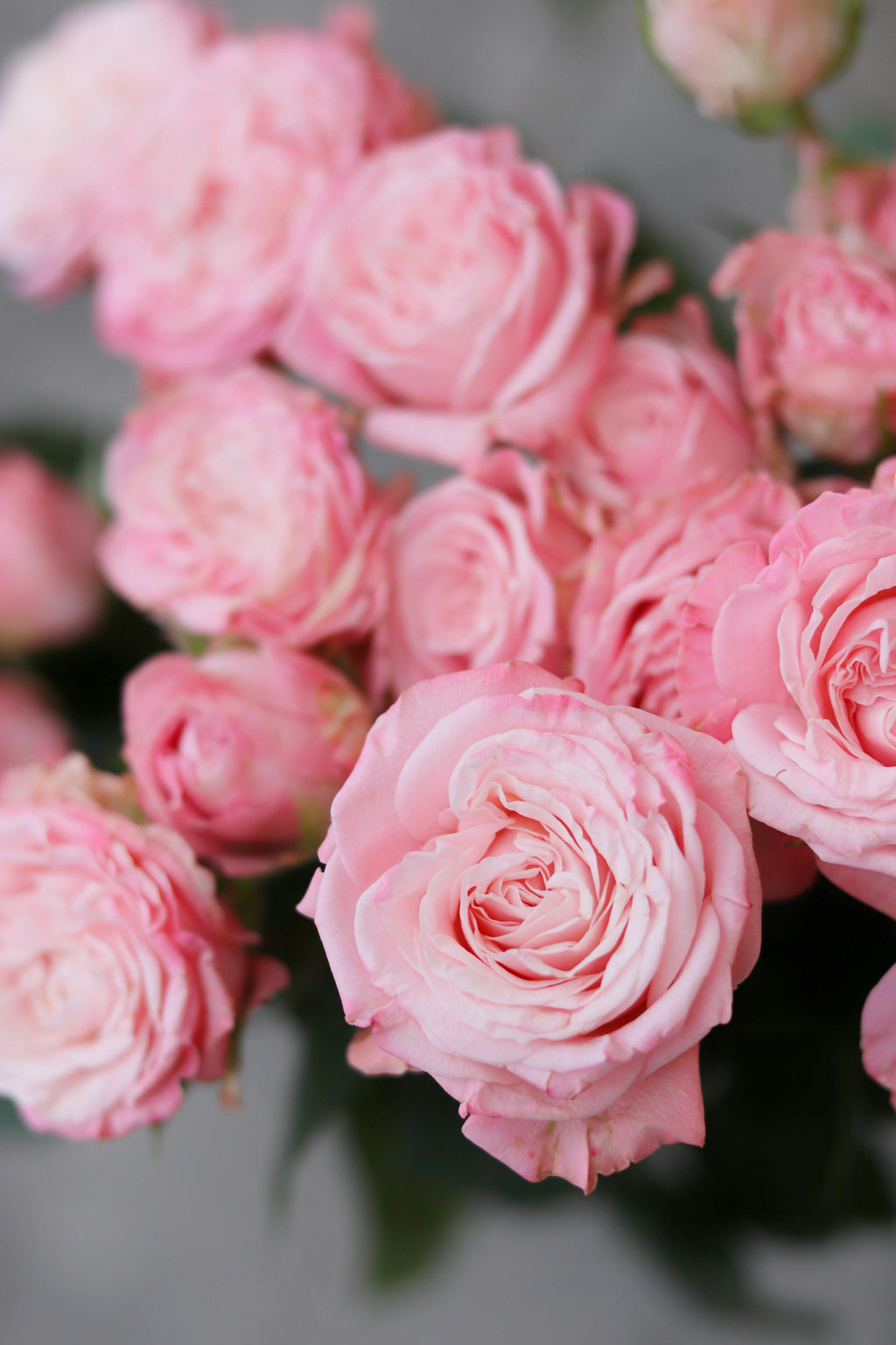 STANDARD Mademoiselle