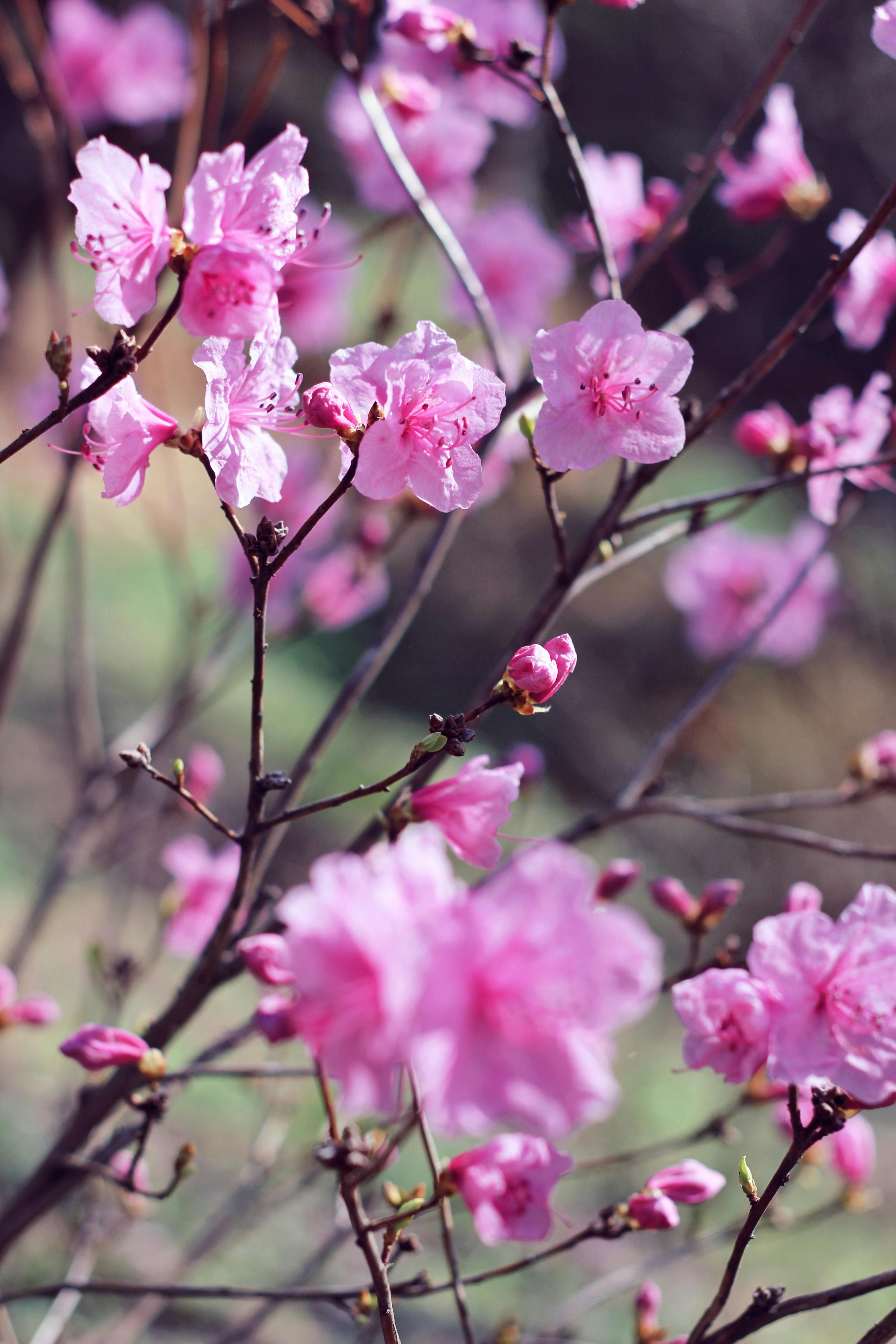 STANDARD Enchanting Garden Bouquet