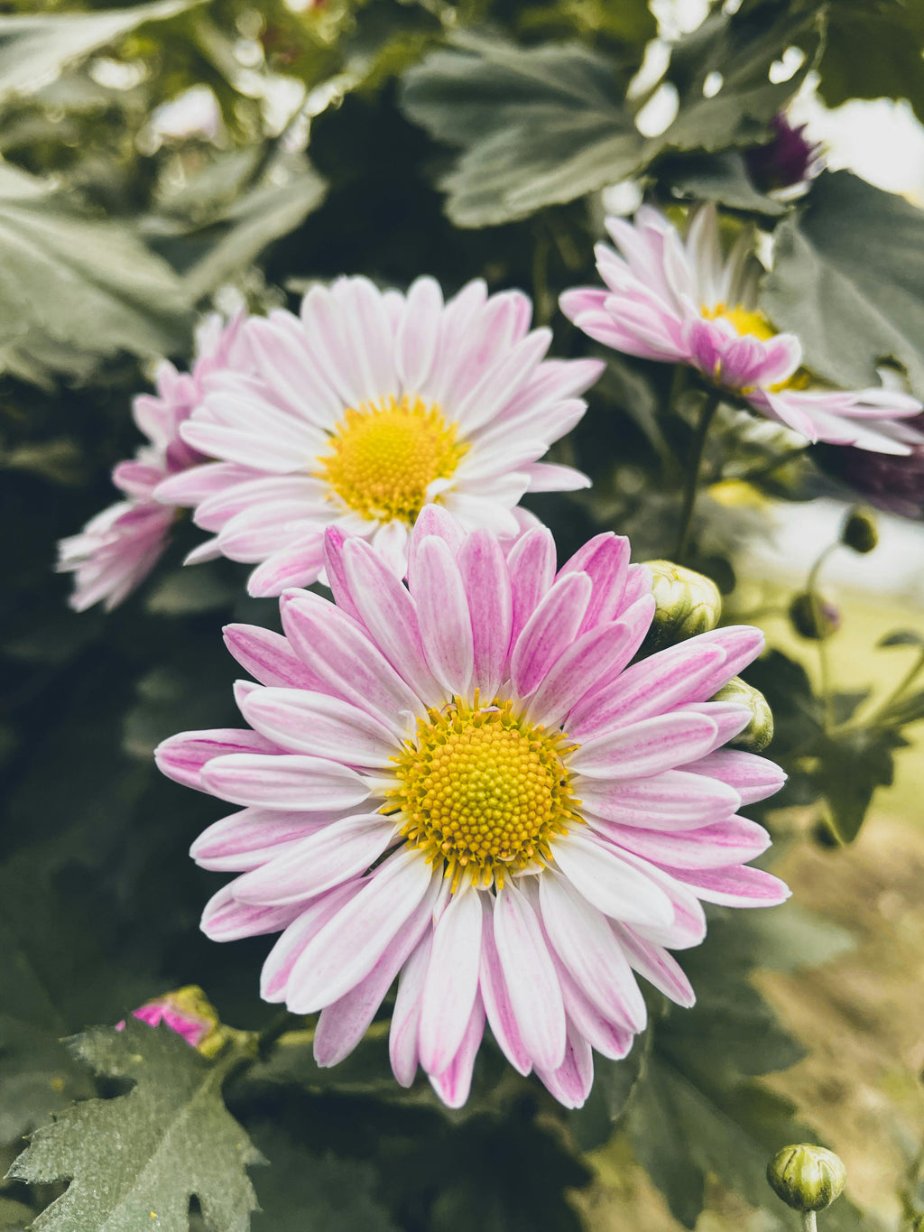 STANDARD Natural Charm