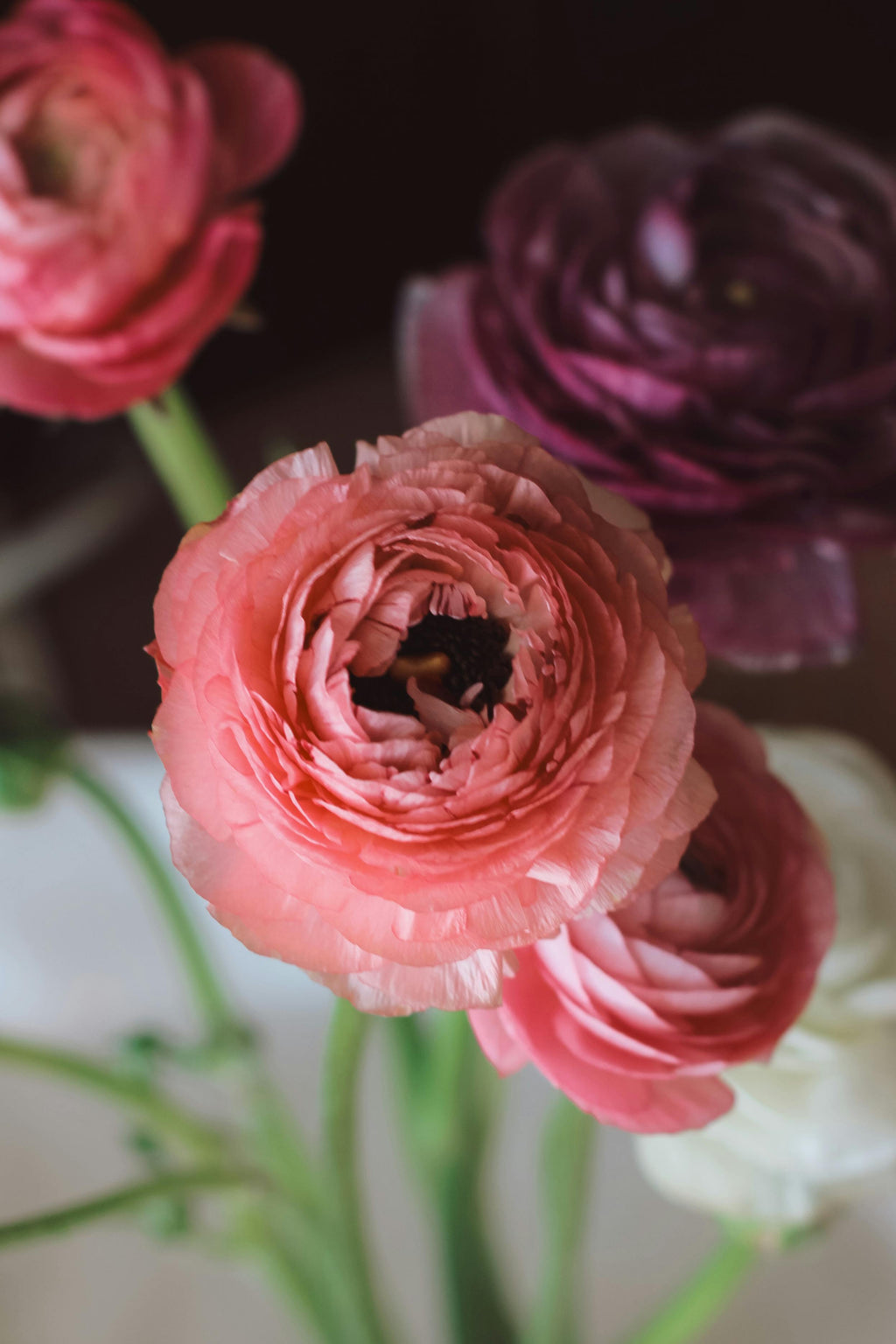 STANDARD Halo & Horizon