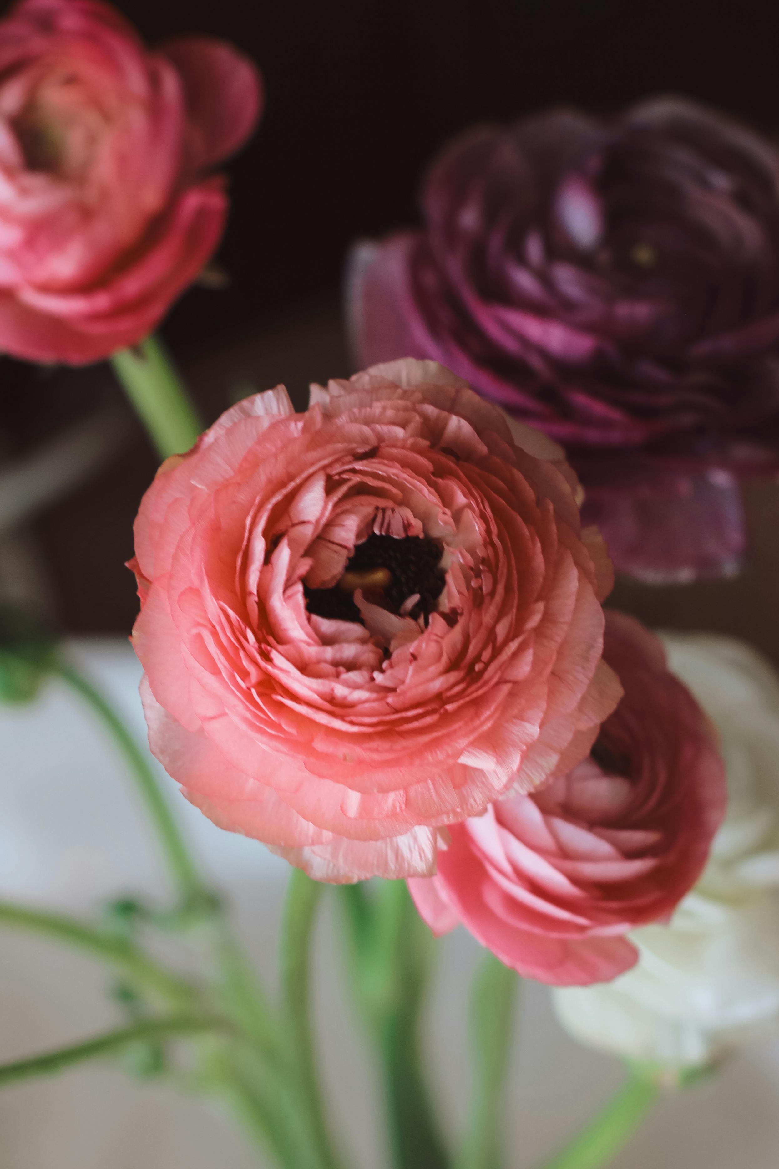 STANDARD Halo & Horizon