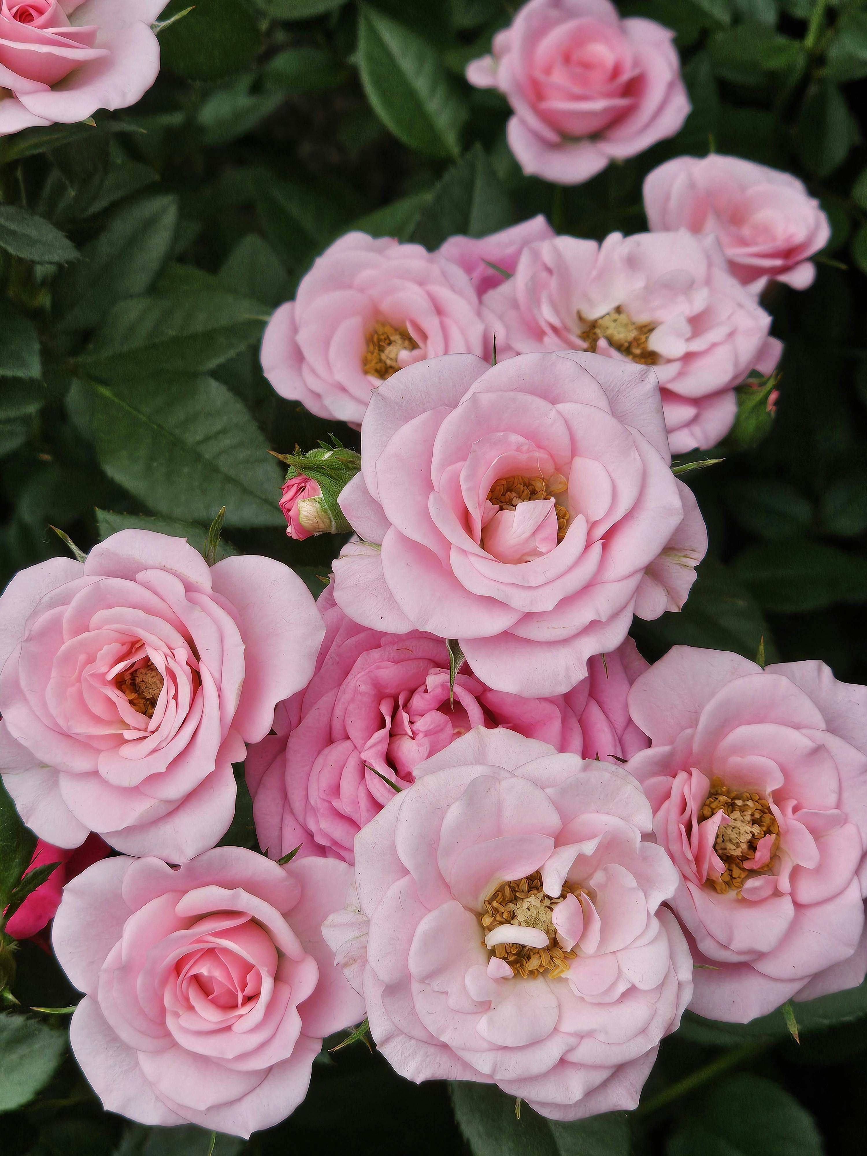 STANDARD Pink Expression