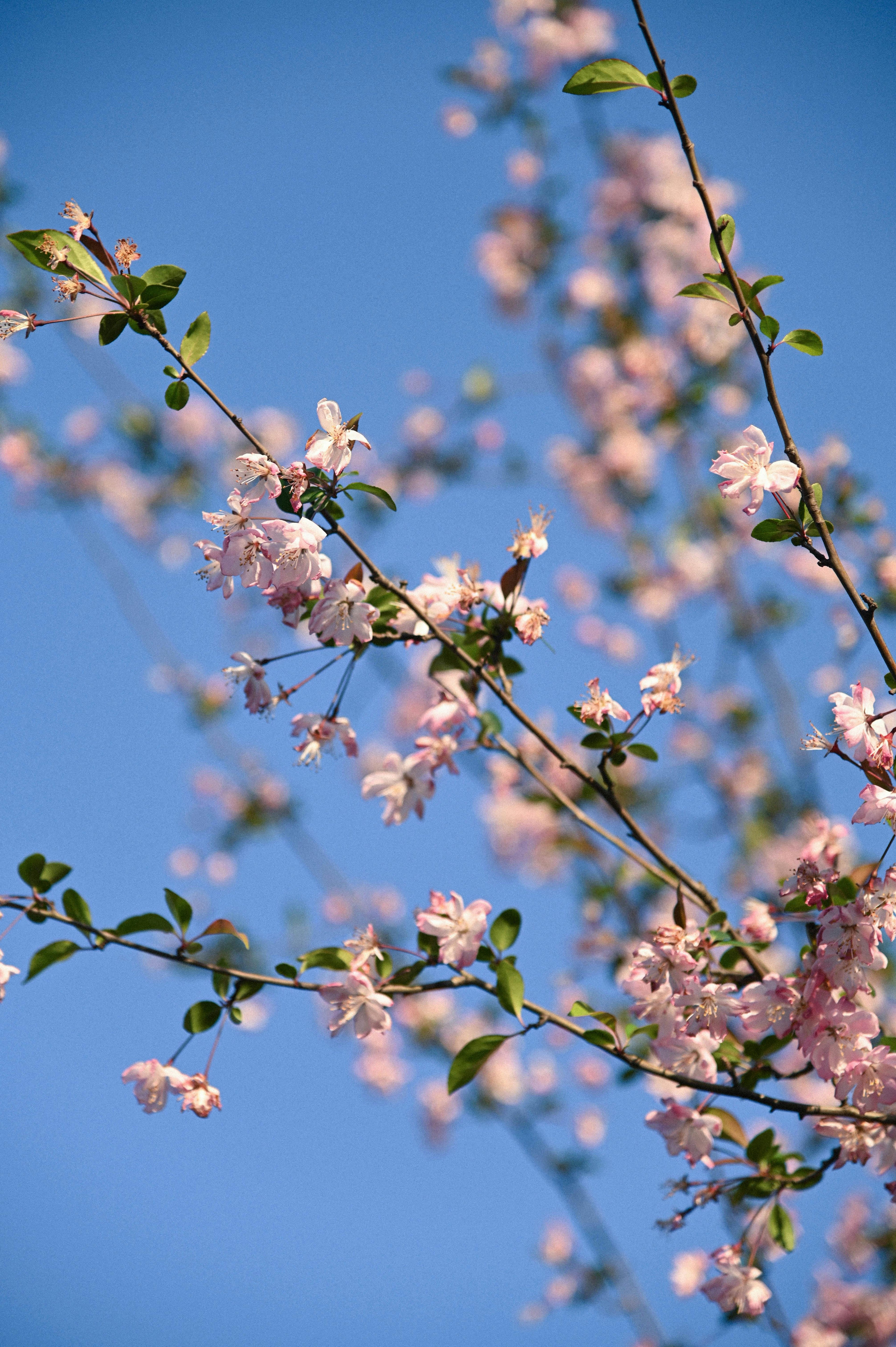 STANDARD Sweetheart Lover