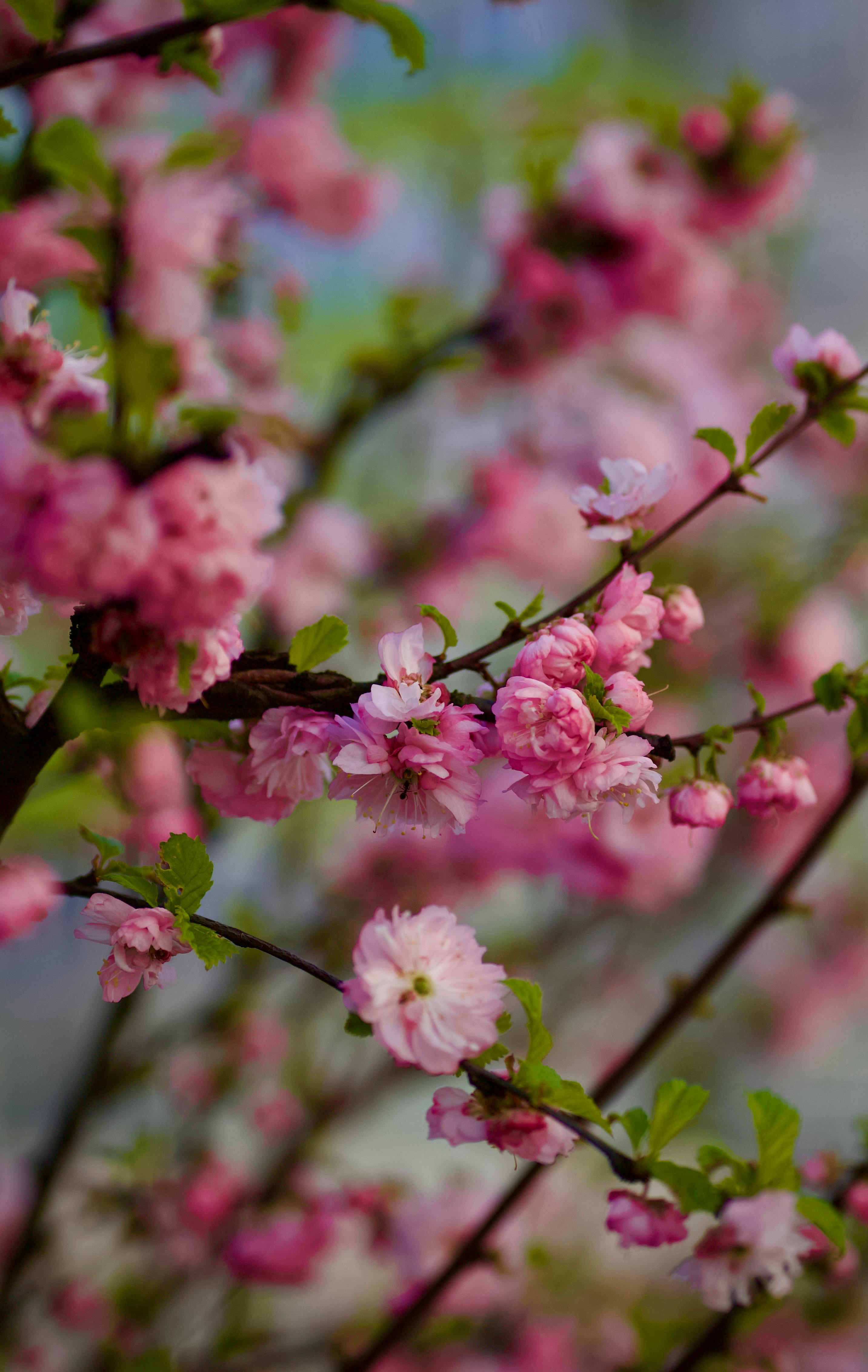 STANDARD Serene Style